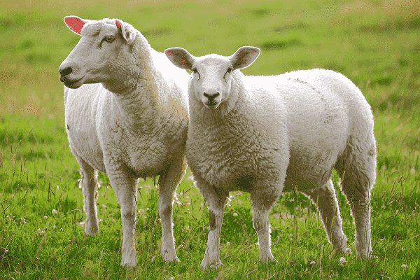 Vì sao nên dùng các sản phẩm có chiết xuất từ nhau thai cừu?