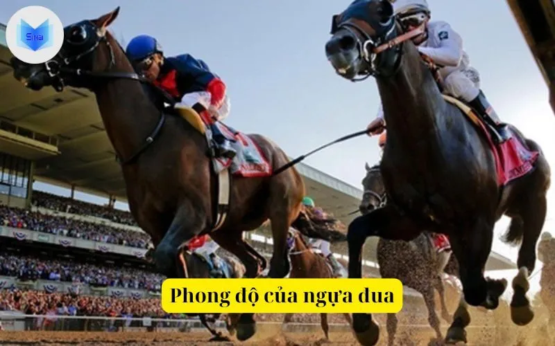 Phong độ của ngựa đua