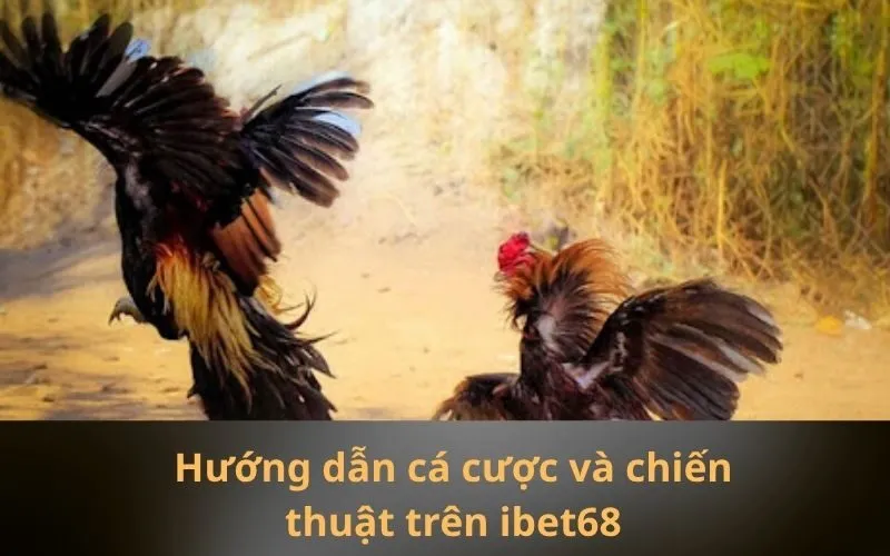 Hướng dẫn cá cược và chiến thuật trên ibet68