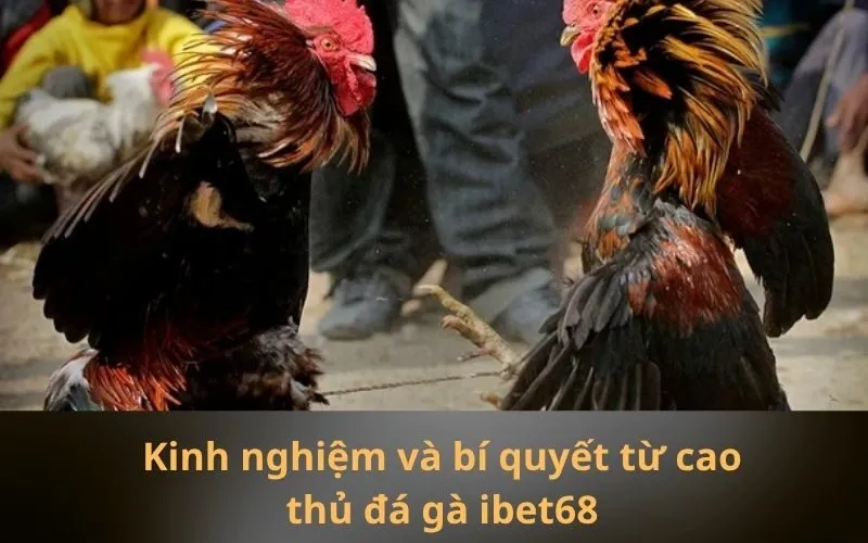 Kinh nghiệm và bí quyết từ cao thủ đá gà ibet68