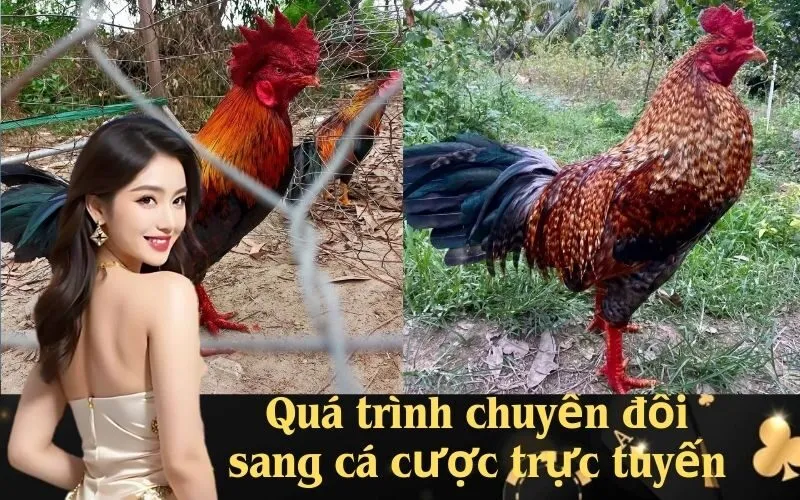 Quá trình chuyển đổi sang cá cược trực tuyến