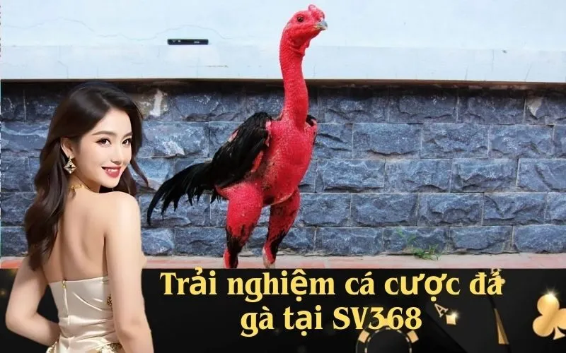 Trải nghiệm cá cược đá gà tại SV368